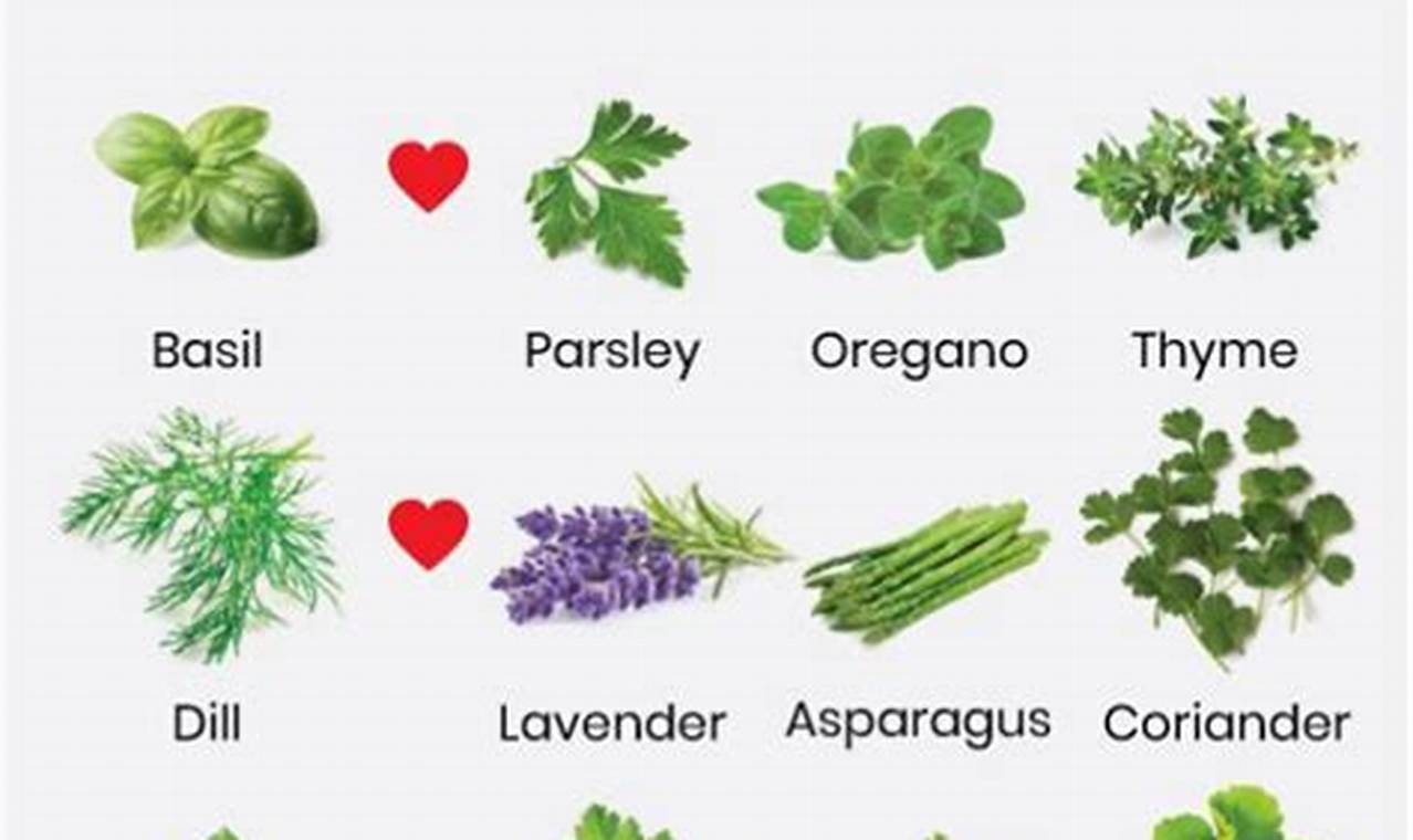 Herbs To Plant Together