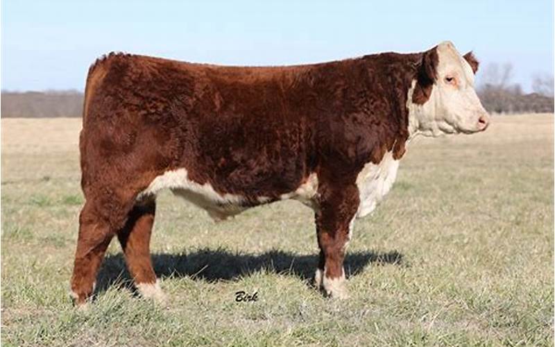 Hereford Cattle Sales