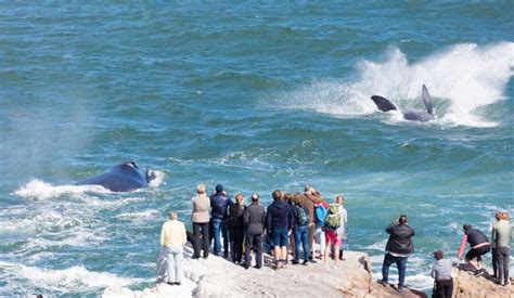 Hermanus Cliff Paths Whale Watching