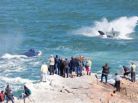 Avistamiento de ballenas en Hermanus desde Cape Town
