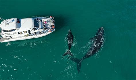 Hermanus boat trip crew