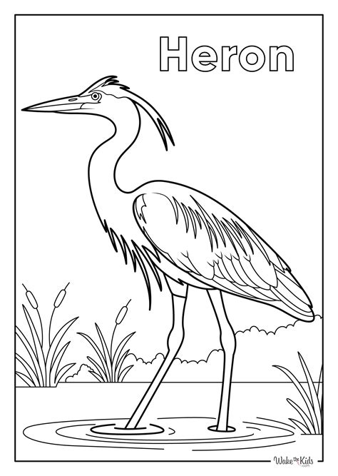 Heron Coloring Pages
