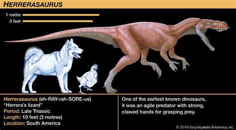 Herrerasaurus Classification