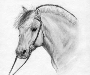 Hest Fjording Tegning