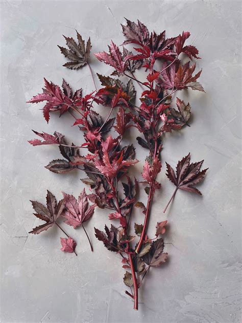 Download Hibiscus Bundle Images