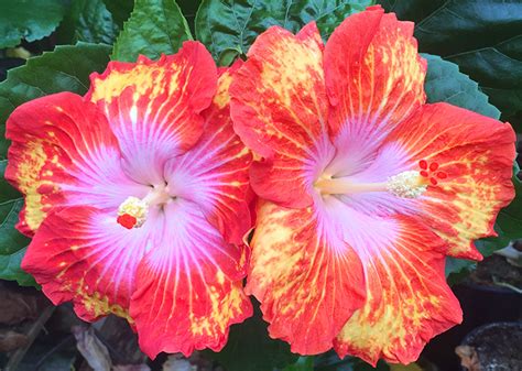 Hibiscus Exotic and Enduring