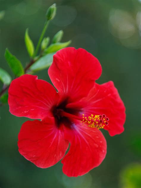 Hibiscus Flower Image