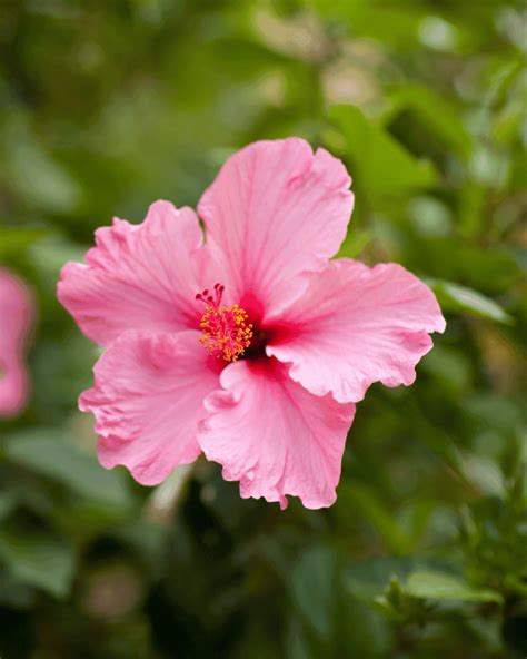 Hibiscus Flowers