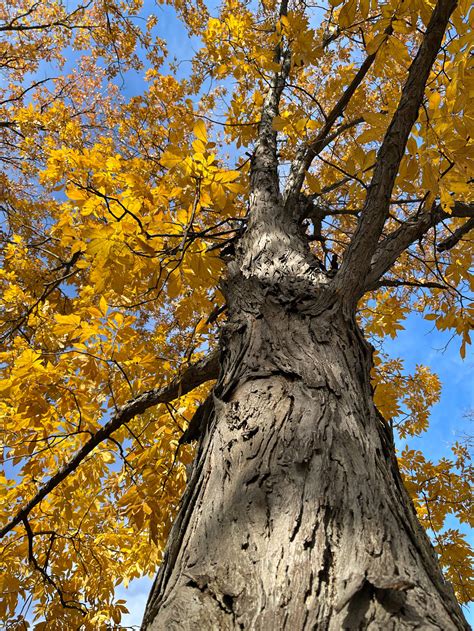 Hickory Tree Tattoo
