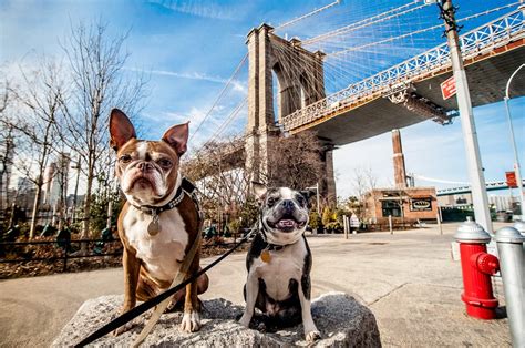 Most DogFriendly Cities in America 2020 Edition