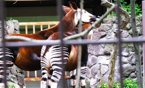 Higashiyama Zoo, Tokyo: Okapi