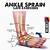High Ankle Sprain Anatomy