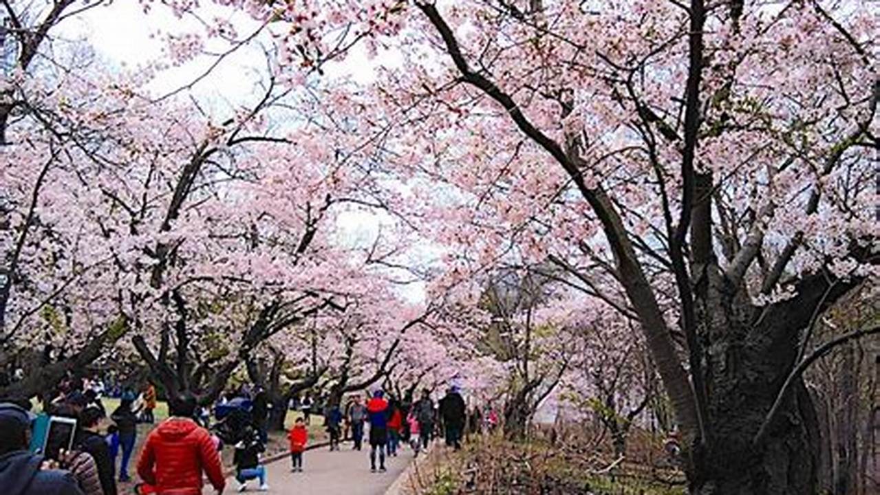 High Park Cherry Blossoms 2024