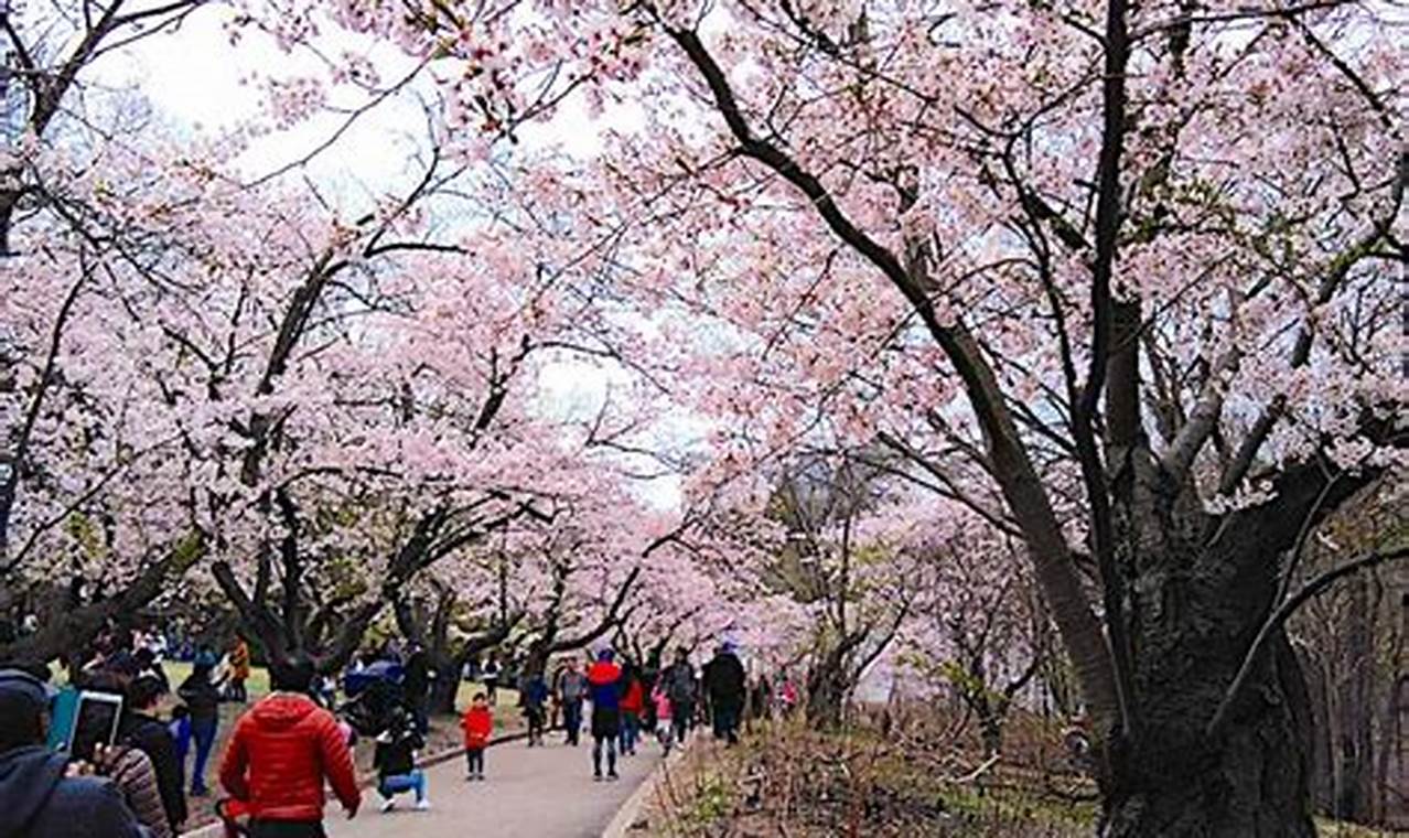 High Park Cherry Blossoms 2024