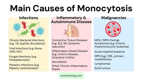 High Monocytes: Causes & Symptoms Explained