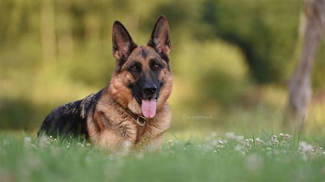 German Shepherd Awesome HD Wallpapers & Backgrounds All HD Wallpapers