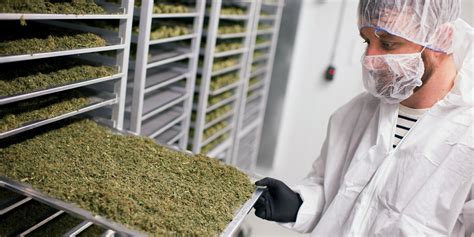 High-Paying Cannabis Industry Jobs: 15 Lucrative Opportunities