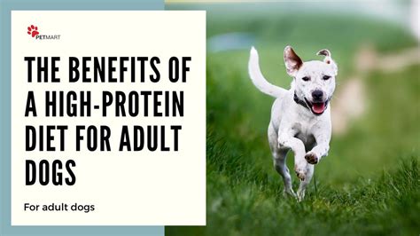 High-Protein Choices for Active Dogs