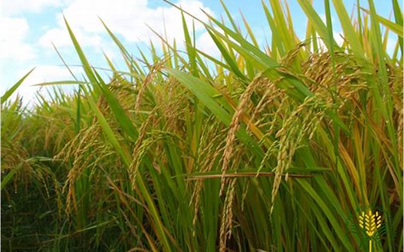 High-Quality Rice Seeds For Planting