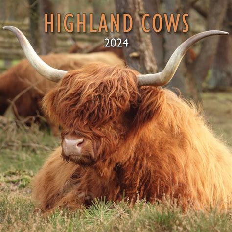 Highland Cow Calendar 2024