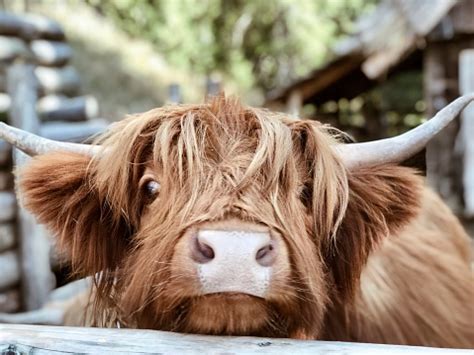 Highland Cow Close Up