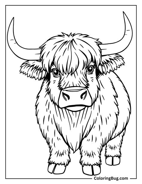 Highland Cow Coloring Pages Printable