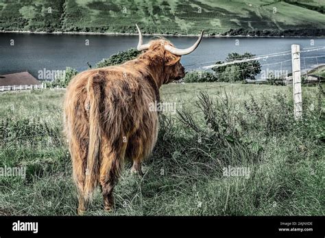 Highland Cow Fields