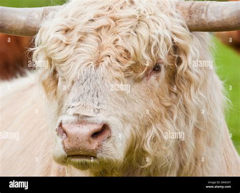 Highland Cow close up