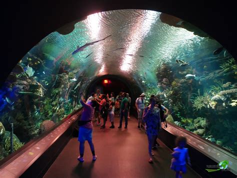 Highlights of aquarium