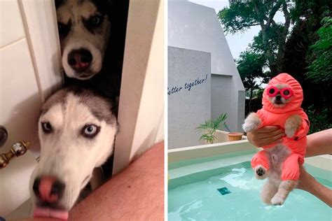 Hilarious Dog Pictures