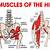 Hip Bone And Muscle Anatomy
