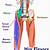 Hip Muscle Anatomy Diagram