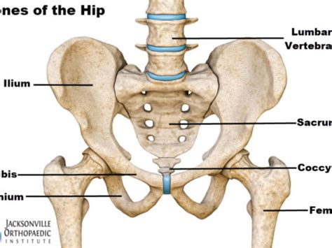 Hip & Knee Orthopedic Doctors: Find Relief.