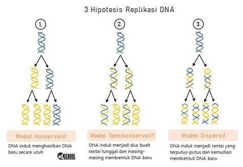 Hipotesis Replikasi DNA: Mencari Jawaban di Balik Kaitan DNA dengan Warisan Genetik