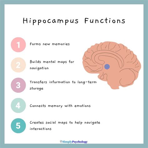 Hippocampus functions