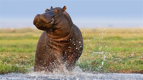 Hippopotamus