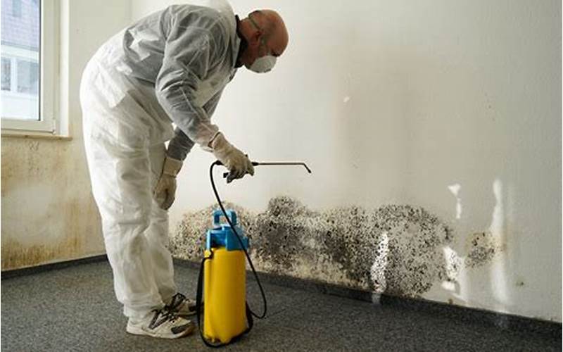 Hiring A Professional For Black Mold Removal