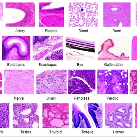 Histology and Cell Types: A Microscopic View