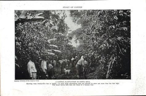 Historical Coffee Plantations