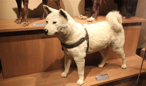 History of the Hachi Breed