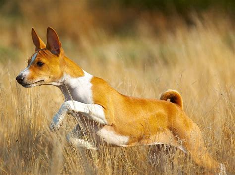 Basenji History, Personality, Appearance, Health and Pictures