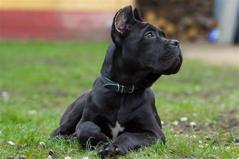 The History Of The CANE CORSO YouTube