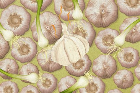 History of Garlic