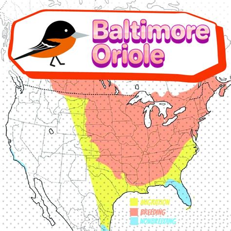 Baltimore Orioles Migration Map