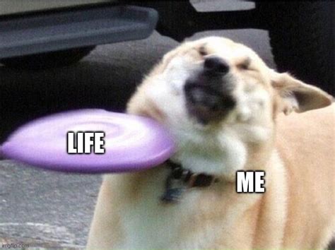 Hit Dog Meme