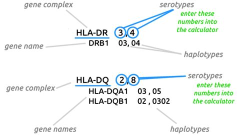 Hla-Dr Calculator: A Revolutionary Tool for Precise HLA Typing Analysis