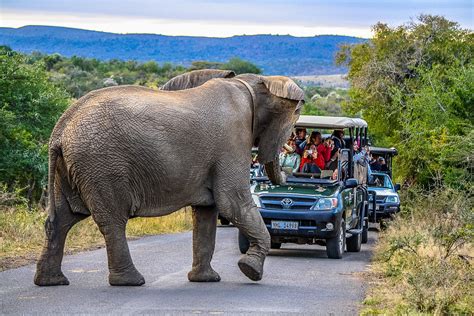 Durban: Full Day Hluhluwe Imfolozi Game Drive Review