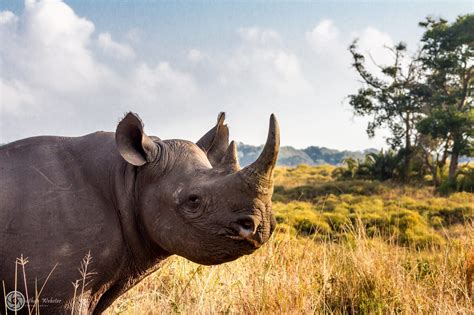 Hluhluwe Wildlife Viewing