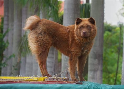 Read more about the article Hmong Docked Tail Dog Puppy For Sale: Everything You Need To Know In 2023