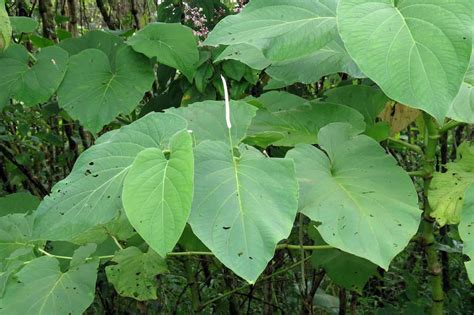 Unveiling the Mystical Wonders of Hoja Santa: Exploring the Enchanting Magical Properties of this Exotic Leaf